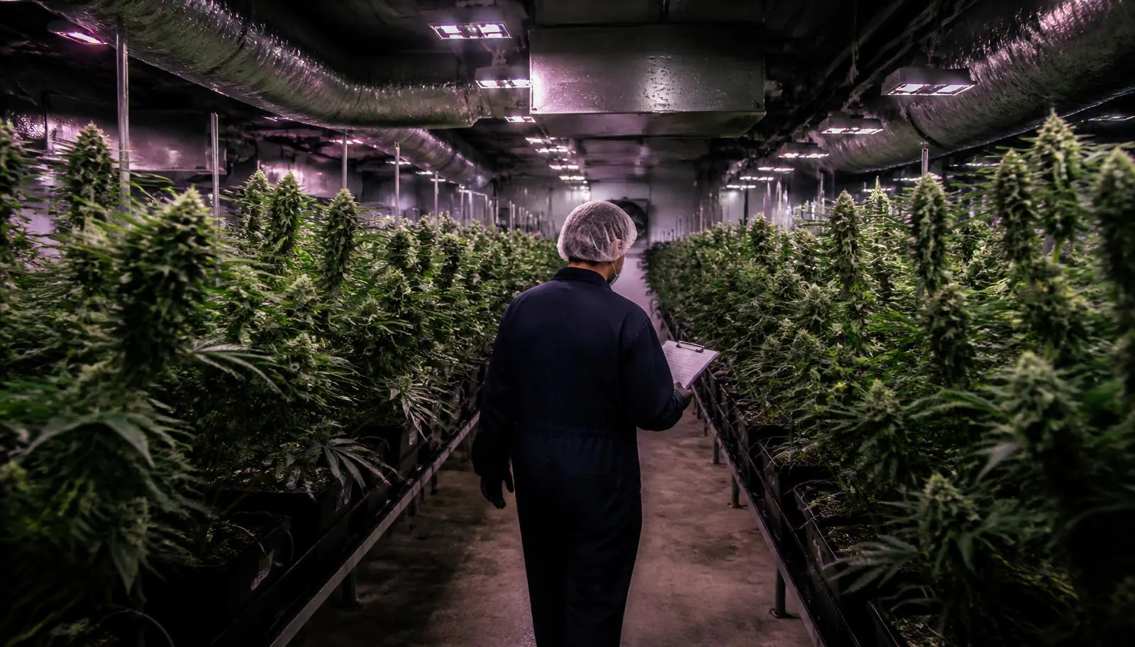 Licensed California cannabis cultivation facility with rows of plants under commercial grow lighting